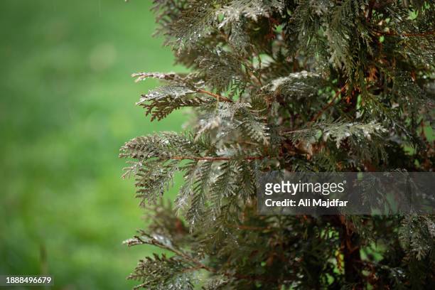 cedar tree under rain - cedar branch stock pictures, royalty-free photos & images