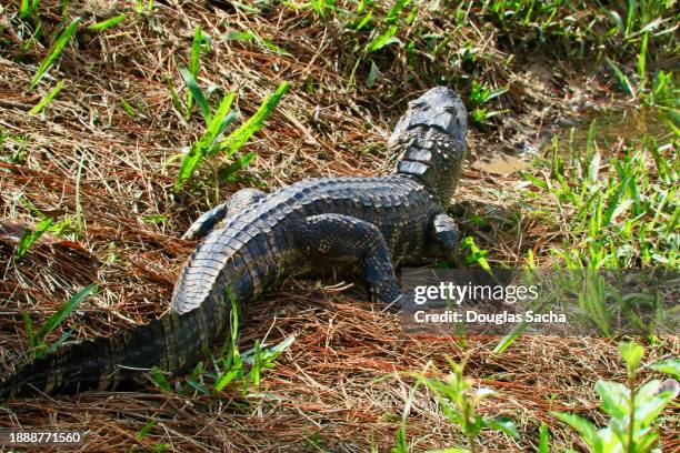 aligator in the wild (a. mississippiensis) - alligator nest stock pictures, royalty-free photos & images