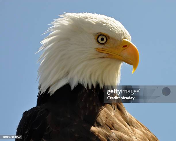 perched bald eagle closeup - perch stockfoto's en -beelden