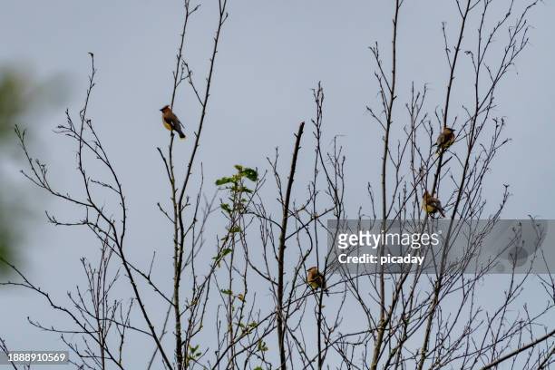 cedar waxwings in a tree - cedar branch stock pictures, royalty-free photos & images