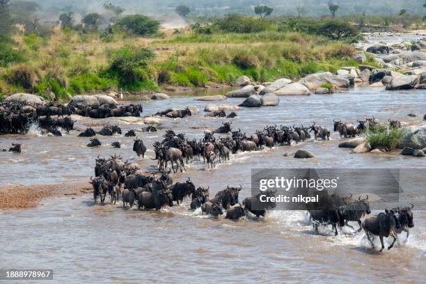 the crossing - wildebeest and zebras crossing the masai river during the great migration in serengeti national park – tanzania - river mara stock pictures, royalty-free photos & images