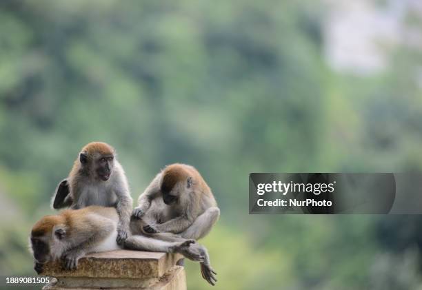 Monkeys are playing around in the park area at Sianok Canyon, locally known as Ngarai Sianok, in Bukittinggi, West Sumatra, Indonesia, on December...