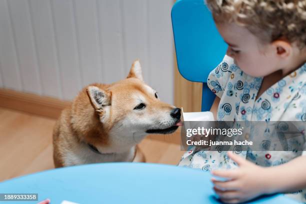 little boy and shiba inu dog sitting at the table at home - cute shiba inu puppies stock pictures, royalty-free photos & images