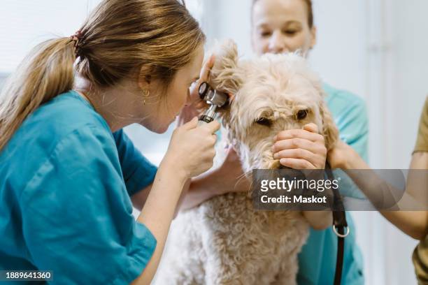 female vet checking ear of labradoddle during routine checkup in veterinary clinic - labradoodle stock pictures, royalty-free photos & images