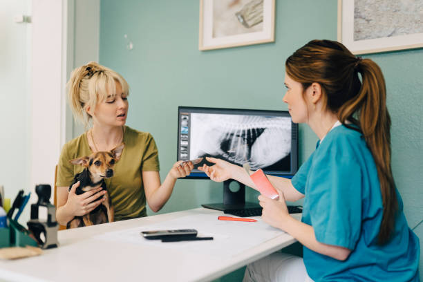 female veterinarian giving medicine to woman with terrier dog in medical clinic - a woman giving a dog drugs stock pictures, royalty-free photos & images