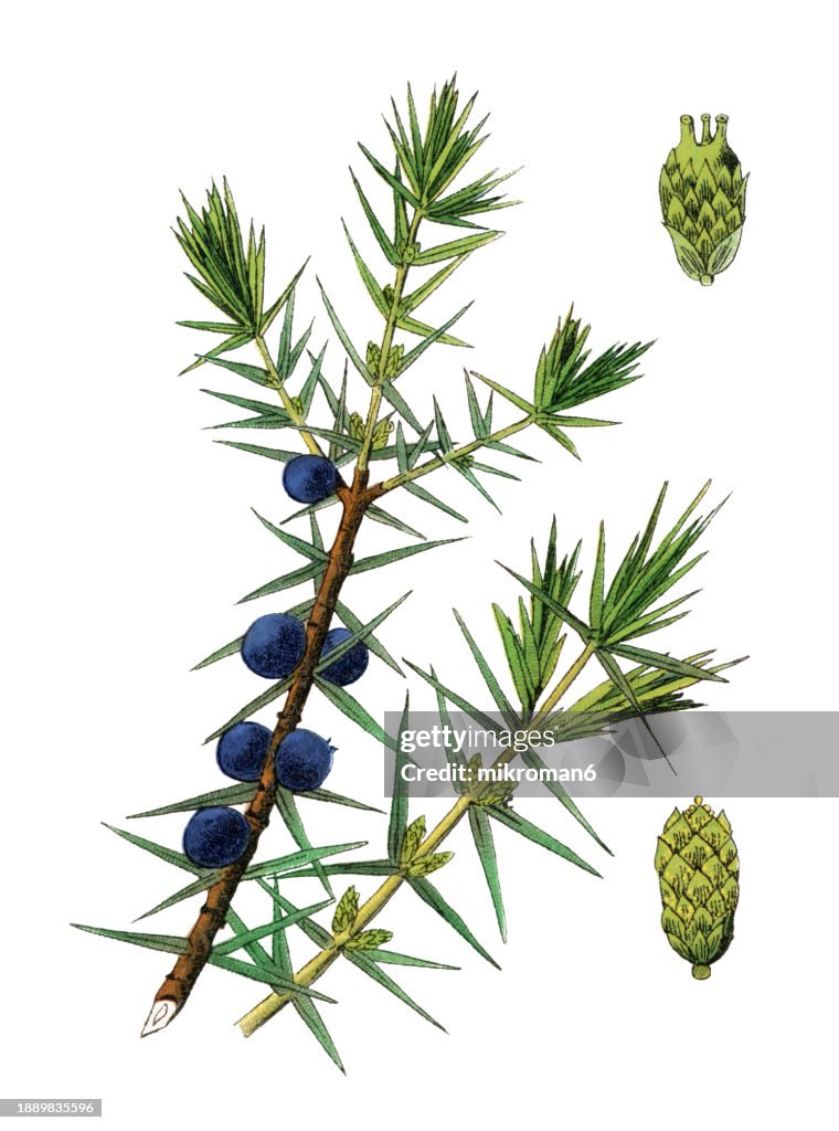 Old chromolithograph illustration of Botany, common juniper (Juniperus communis)