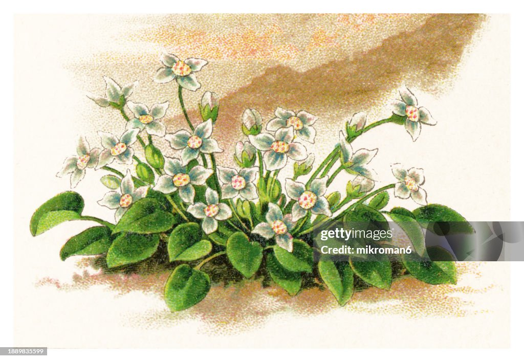 Old chromolithograph illustration of Botany, Jonopsidium acaule, a species of flowering plant in the crucifer family Brassicaceae, endemic to coastal Portugal, specifically from Nazaré to Sagres