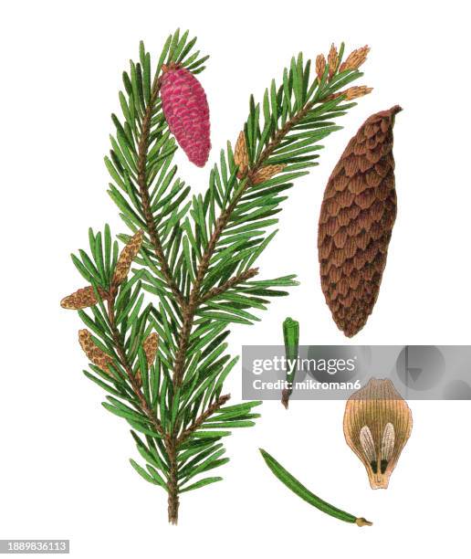 old chromolithograph illustration of botany, the norway spruce or european spruce (picea abies) a species of spruce native to northern, central and eastern europe - pinon stock pictures, royalty-free photos & images