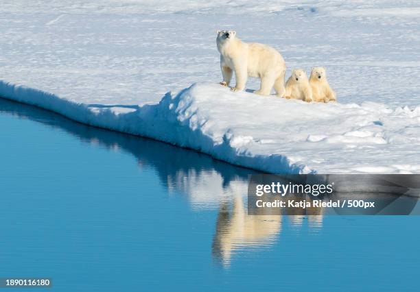 two polar bears play fight - couloir maritime nord ouest photos et images de collection
