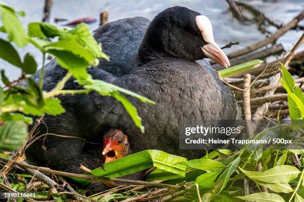 close-up of coot perching on tree,bremen,germany - coot stock pictures, royalty-free photos & images