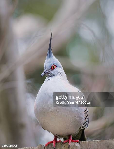 close-up of pigeon perching on retaining wall,melbourne,victoria,australia - pigeon stock pictures, royalty-free photos & images