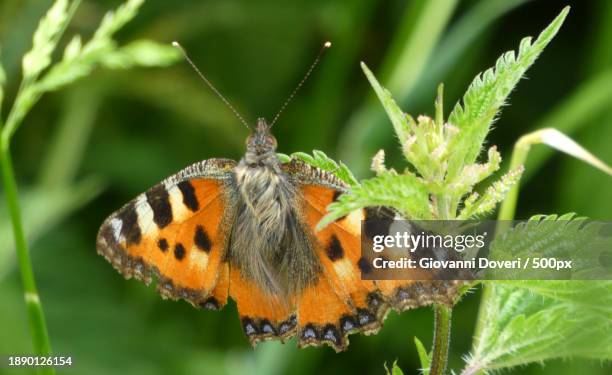close-up of butterfly perching on plant,campo,switzerland - schwingen schweiz stock-fotos und bilder