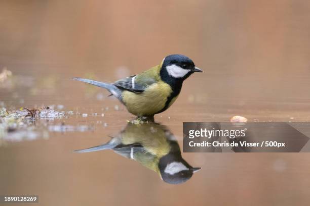 close-up of titmouse perching in lake - viser stock pictures, royalty-free photos & images