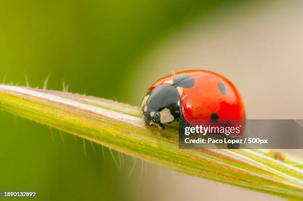 close-up of ladybug on leaf - ladybug ストックフォトと画像