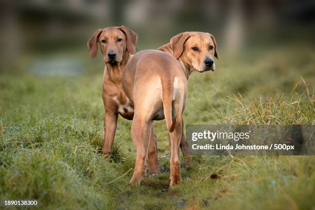 Chasing Rabbit Two Rhodesian Ridgebacks 1,077 Rhodesian Ridgeback Stock Photos, High-Res Pictures, and Images ...