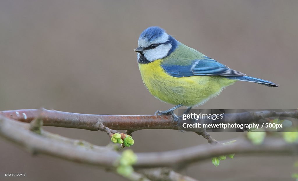 Close-up of titmouse perching on branch,Derbyshire,United Kingdom,UK