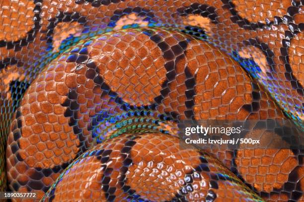 full frame shot of python - python molurus bivittatus stock pictures, royalty-free photos & images