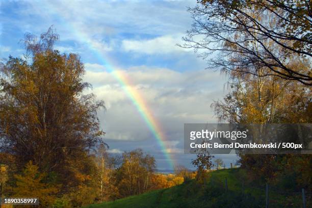 scenic view of rainbow over trees against sky - bernd dembkowski stock-fotos und bilder