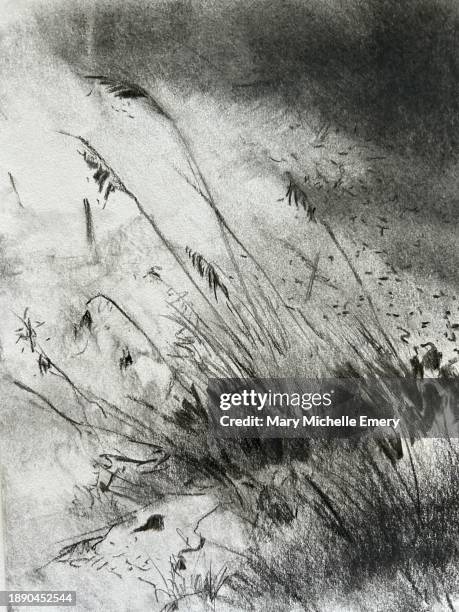 grasses close up - charcoal drawing stock illustrations