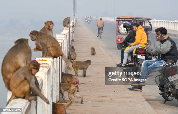 Monkeys are seen on a bridge over the Sarayu River in Ayodhya. Ayodhya is an ancient city in northern India that has great religious and historical...