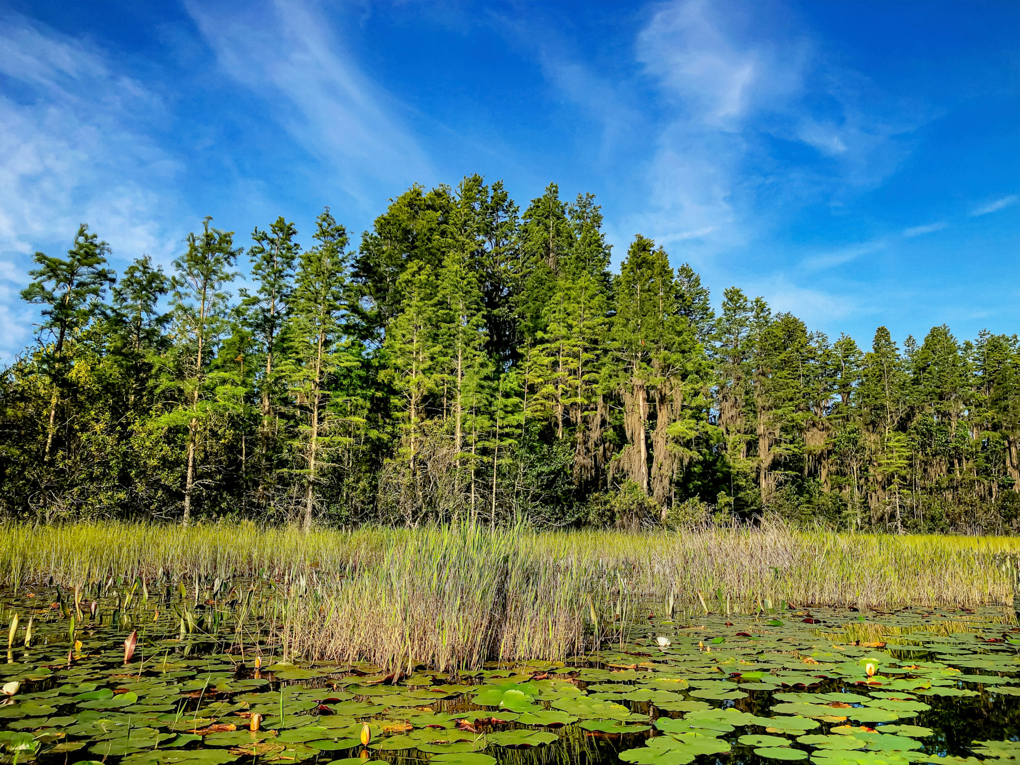 osceola county landscape