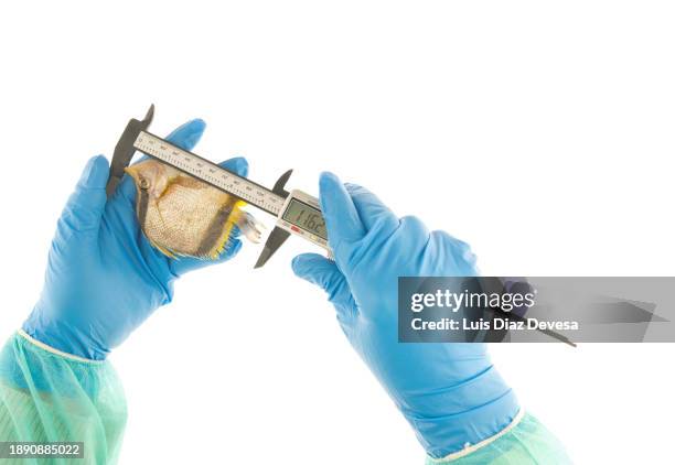 laboratory technicial measuring a fish using a calliper. - centimeter stock pictures, royalty-free photos & images