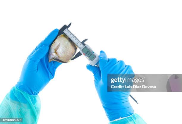 laboratory technicial measuring a fish using a calliper. - centimeter stock pictures, royalty-free photos & images