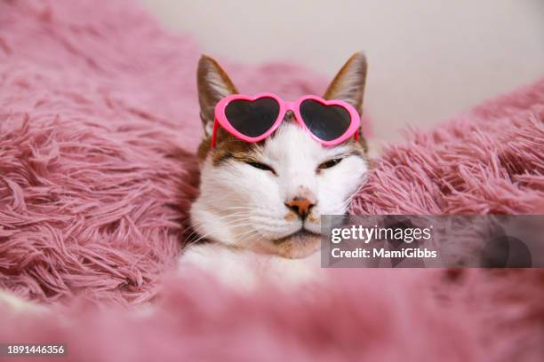 cat is wearing heart shaped sunglasses - cat with heart stock pictures, royalty-free photos & images