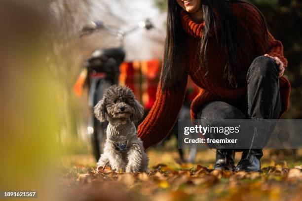 happy young woman cuddling her cute poodle in off-leash dog park - lead off stock pictures, royalty-free photos & images
