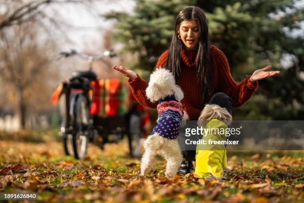 woman playing with her two pets in off- leash dog park - lead off stock pictures, royalty-free photos & images