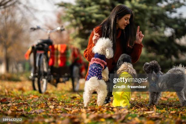 woman playing with her three pets in off- leash dog park - lead off stock pictures, royalty-free photos & images