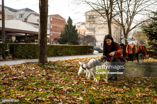 woman playing with her three pets in off- leash dog park - lead off stock pictures, royalty-free photos & images