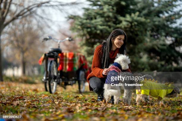 woman playing with her three pets in off- leash dog park - lead off stock pictures, royalty-free photos & images