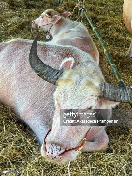 albino buffalo sleeps in the enclosure. - albino animals stock pictures, royalty-free photos & images