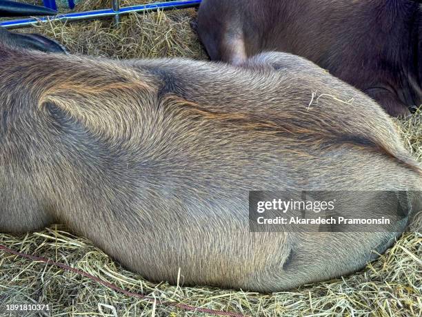 Buffallo Back 818 Buffalo Ranch Stock Photos, High-Res Pictures, and Images - Getty ...