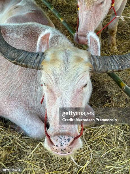 albino buffalo sleeps in the enclosure. - albino animals stock pictures, royalty-free photos & images