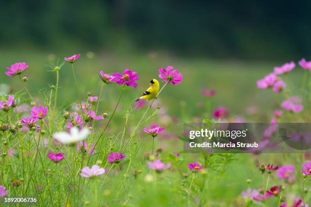 goldfinch bird  and wildflowers in a meadow - yellow perch stock-fotos und bilder
