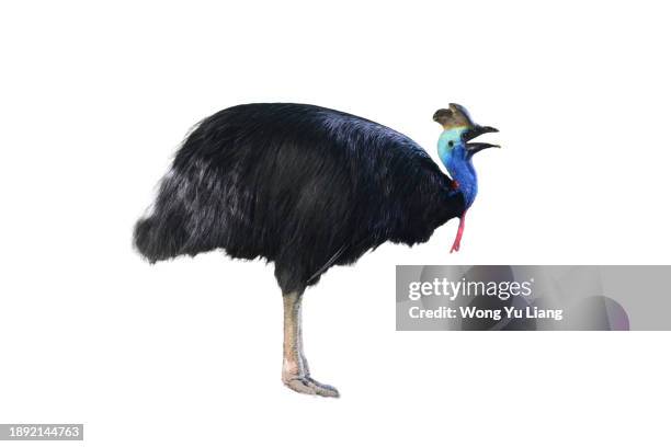 cassowary on white background - cassowary stock pictures, royalty-free photos & images