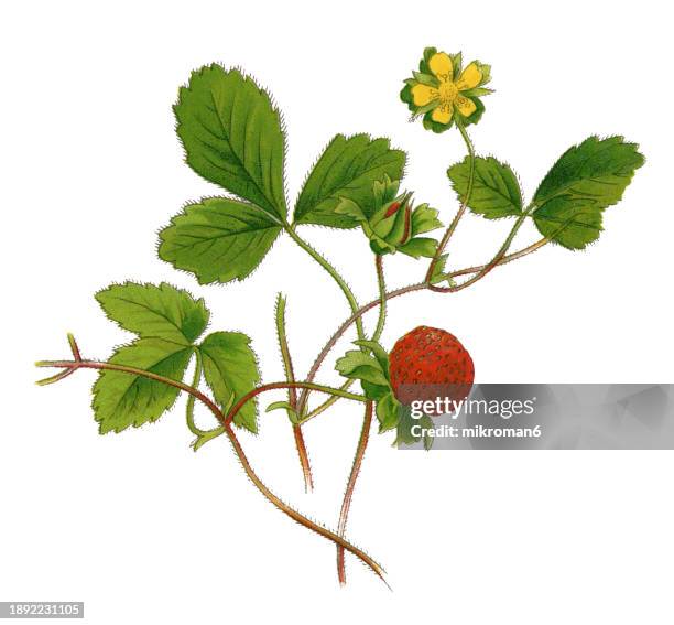 old chromolithograph illustration of botany, backyard strawberry, mock strawberry, indian-strawberry or false strawberry (potentilla indica or duchesnea indica) a flowering plant in the family rosaceae - strawberry illustration stock pictures, royalty-free photos & images