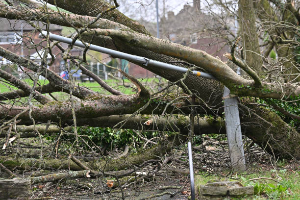 stalybridge-england-a-lamp-post-is-seen-crushed-by-a-fallen-tree-in-the-millbrook-area.jpg