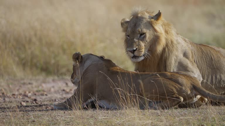 Lions Reproducing 20,569 Animal Reproduction Stock Videos, Footage, & 4K Video Clips ...