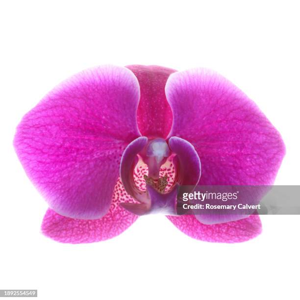 close-up of bright pink phalaenopsis orchid flower on white. - fuchsia orchids stock pictures, royalty-free photos & images