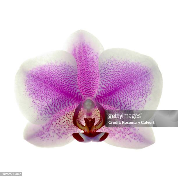 patterned pink & white phalaenopsis orchid flower in close-up - fuchsia orchids stock pictures, royalty-free photos & images