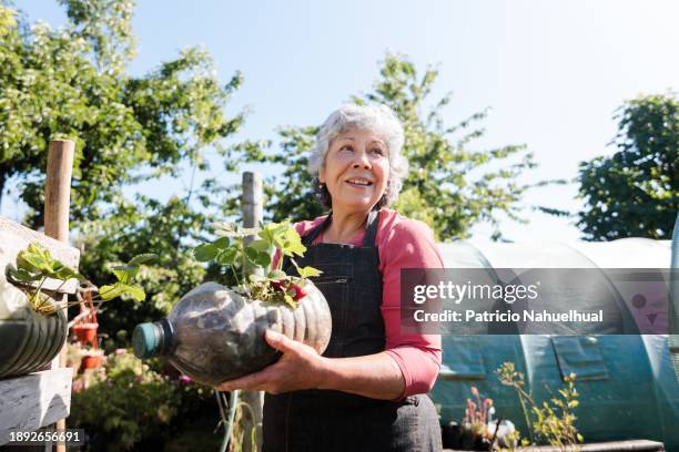 latin elderly woman using a recycled plastic bottle to grow strawberries in her country greenhouse garden - horticulture stock pictures, royalty-free photos & images