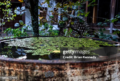 Tokyo Rain Barrel Tokyo Rain Barrel