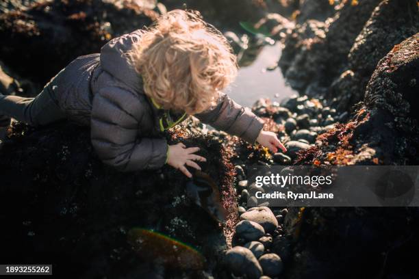 enfant explorant les bassins de marée sur la côte de l’état de l’oregon - piscine naturelle photos et images de collection