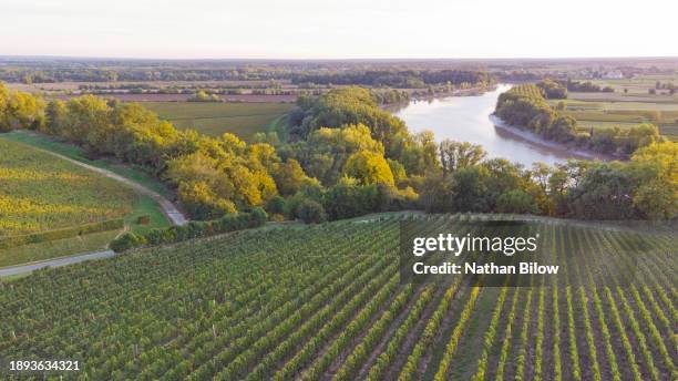 autumn in europe agriculture grapes - garonne stock pictures, royalty-free photos & images