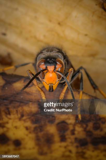 An Asian Giant Hornet from Japan, also known as a murder hornet, is on display. Asian hornets in Europe are significant predators of bees, currently...