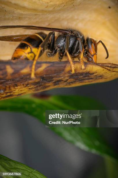 An Asian Giant Hornet from Japan, also known as a murder hornet, is on display. Asian hornets in Europe are significant predators of bees, currently...