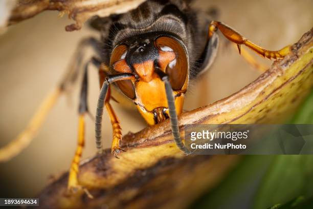 An Asian Giant Hornet from Japan, also known as a murder hornet, is on display. Asian hornets in Europe are significant predators of bees, currently...
